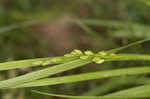 Starved panicgrass